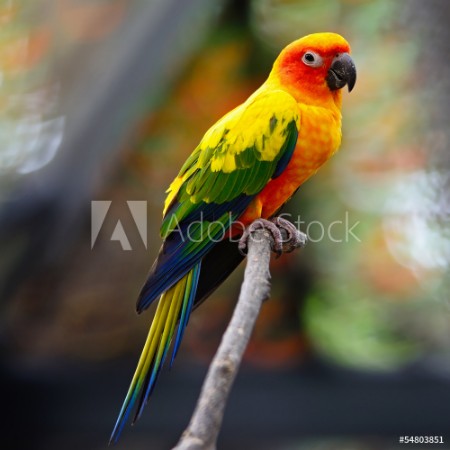 Picture of Sun Conure